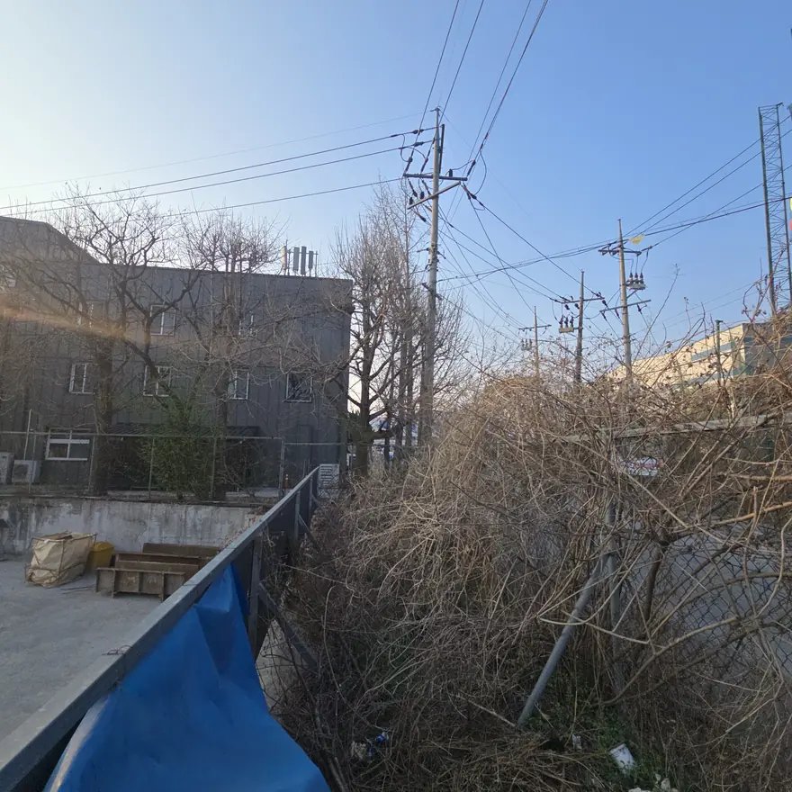 조경수 전지 경기 파주 5