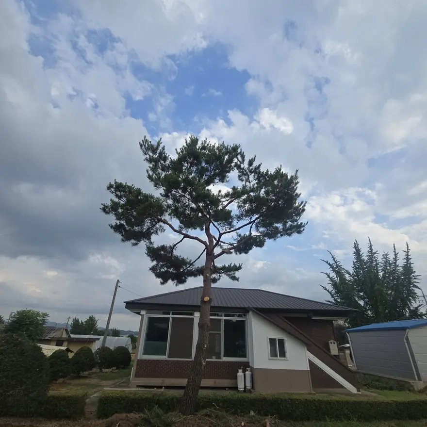 벌목 후 정리 경기 수원 5