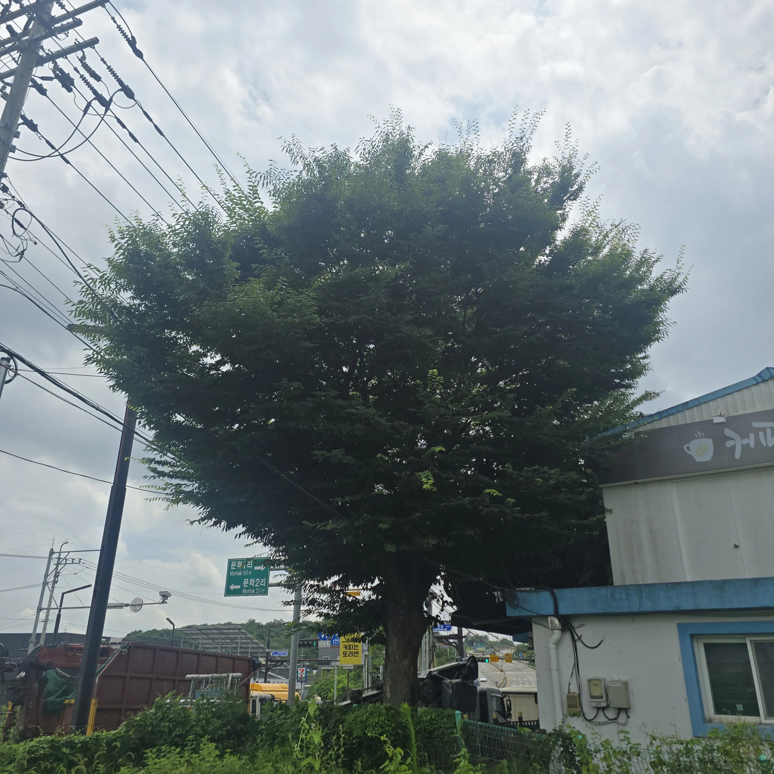 작업 전 나무의 전체 크기를 확인할 수 있는 모습으로, 수관이 건물 지붕보다 훨씬 높고 넓게 퍼져 있습니다.