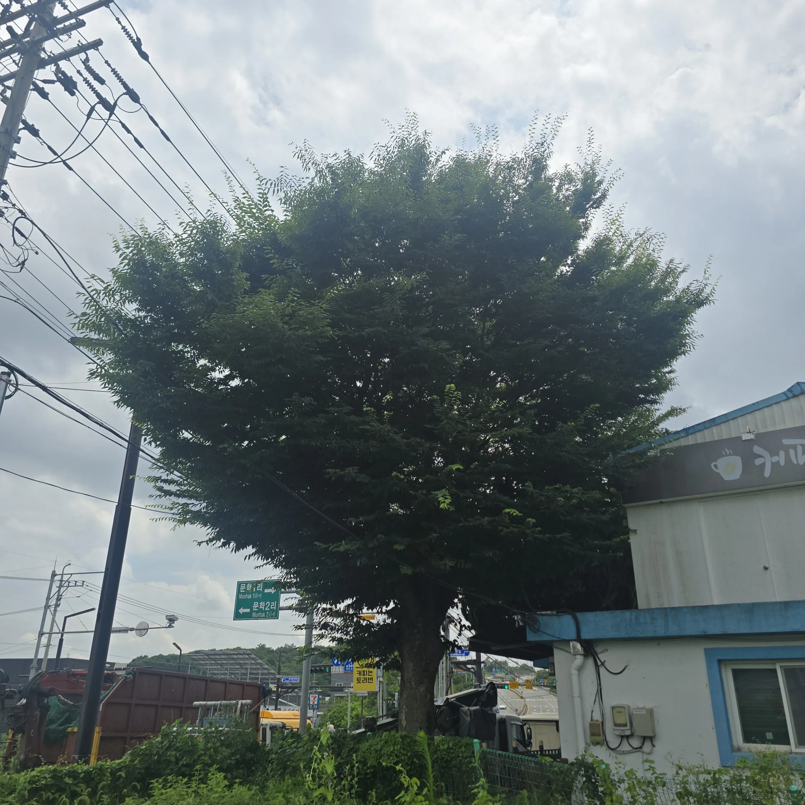 경기 광주 조경 정리 작업
