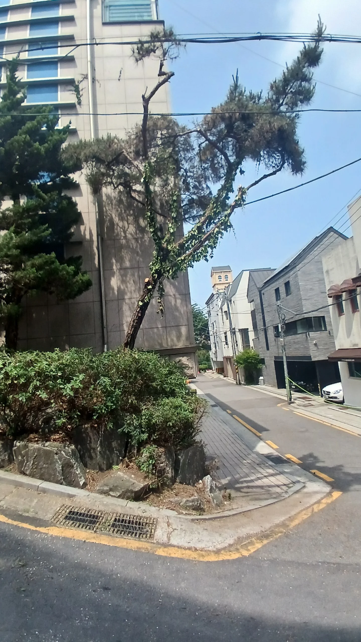 경기 안산 가지치기 작업