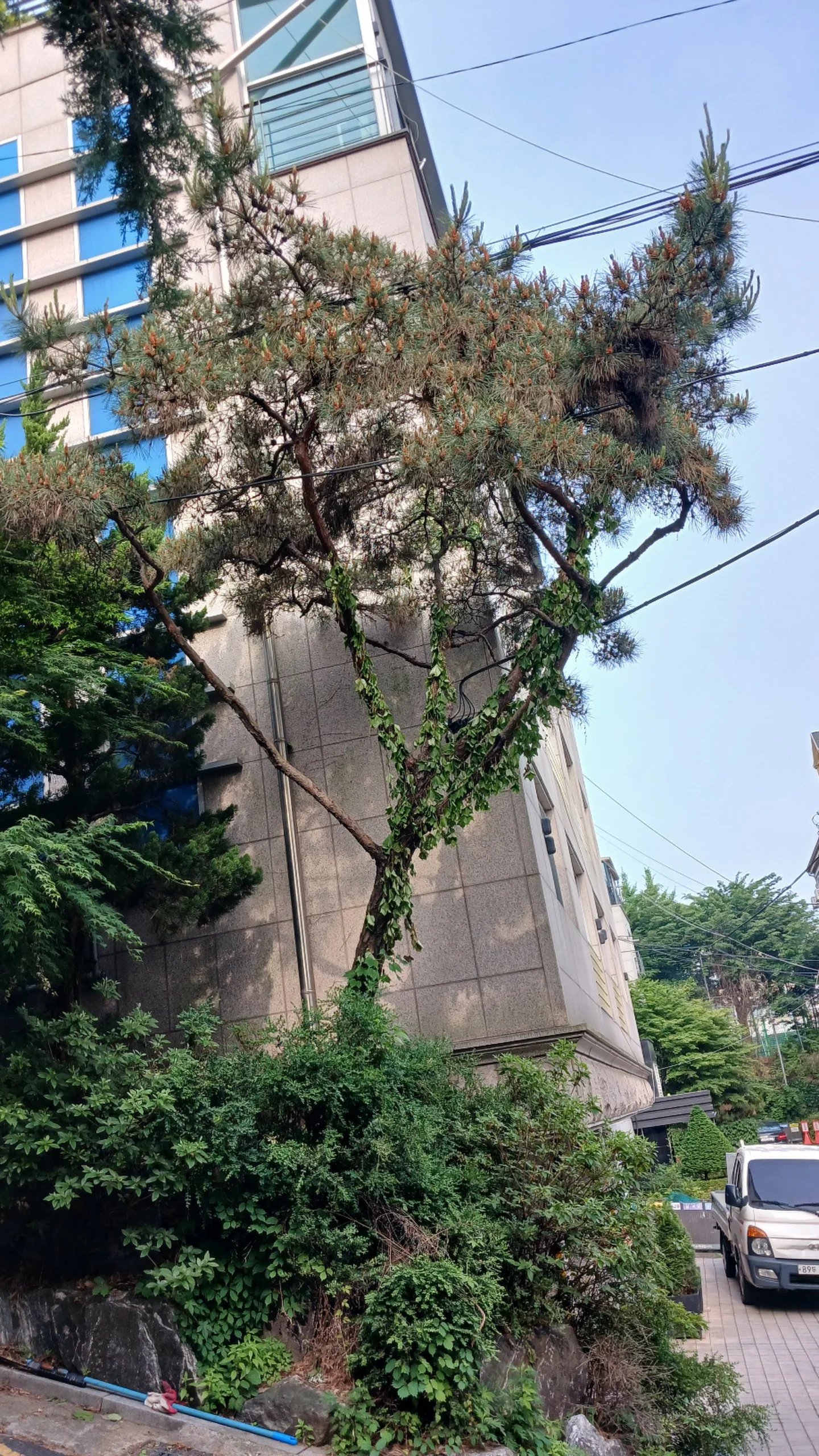 건물 외벽 옆에 서 있는 큰 소나무를 작업 전 점검하는 모습입니다.
