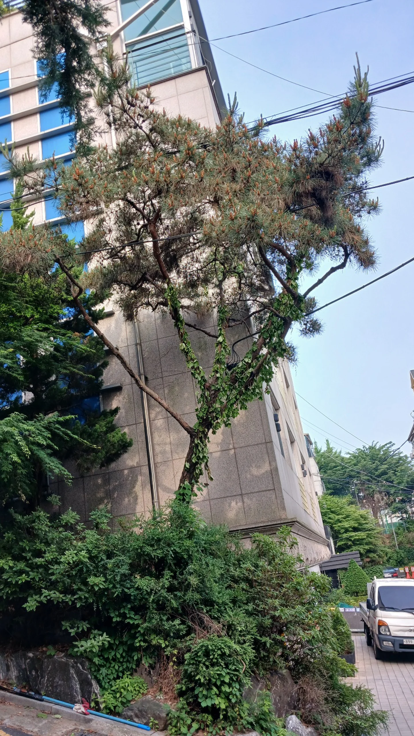 경기 군포 고사목 제거