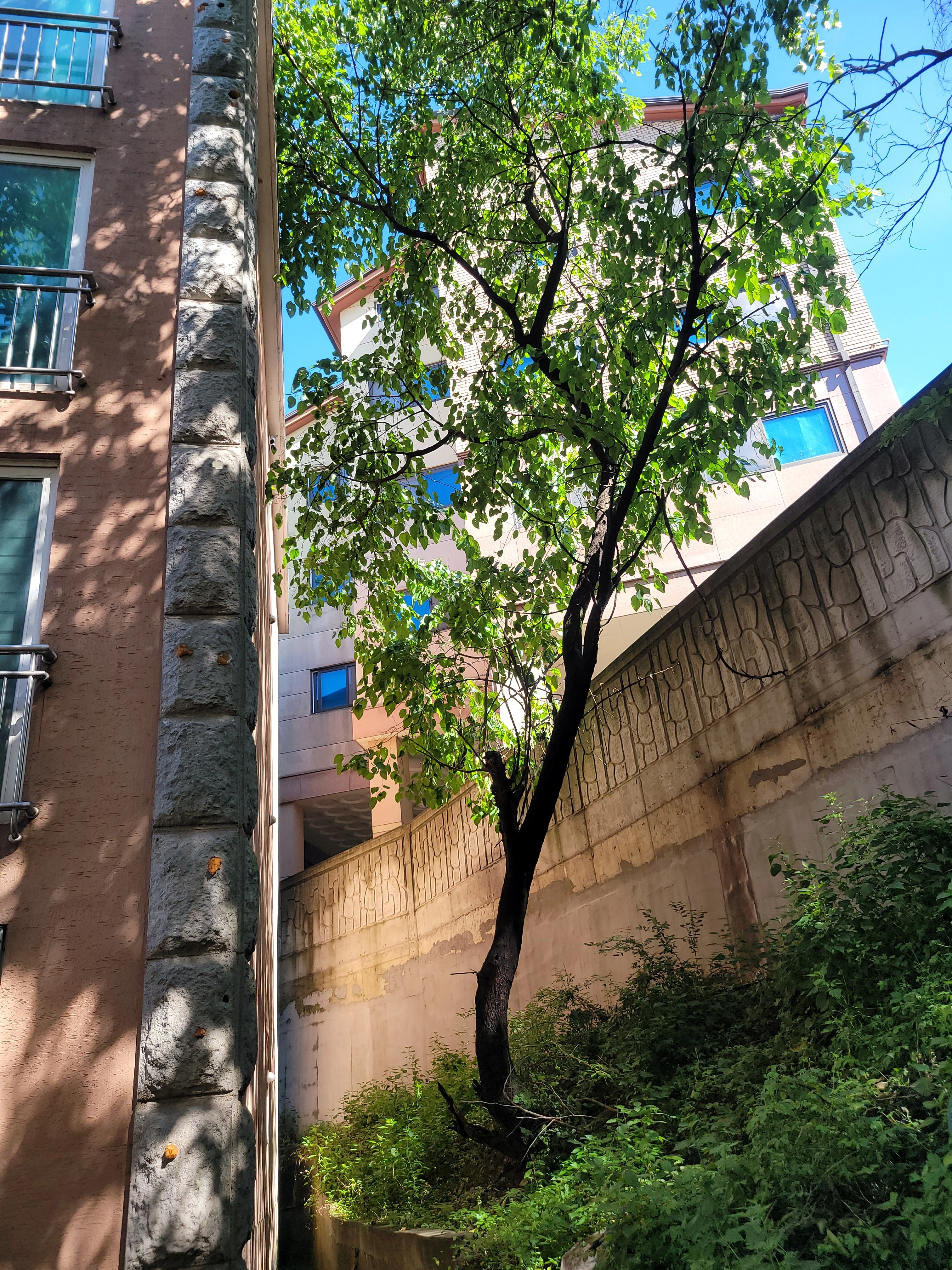 경기 과천 벌목 후 정리