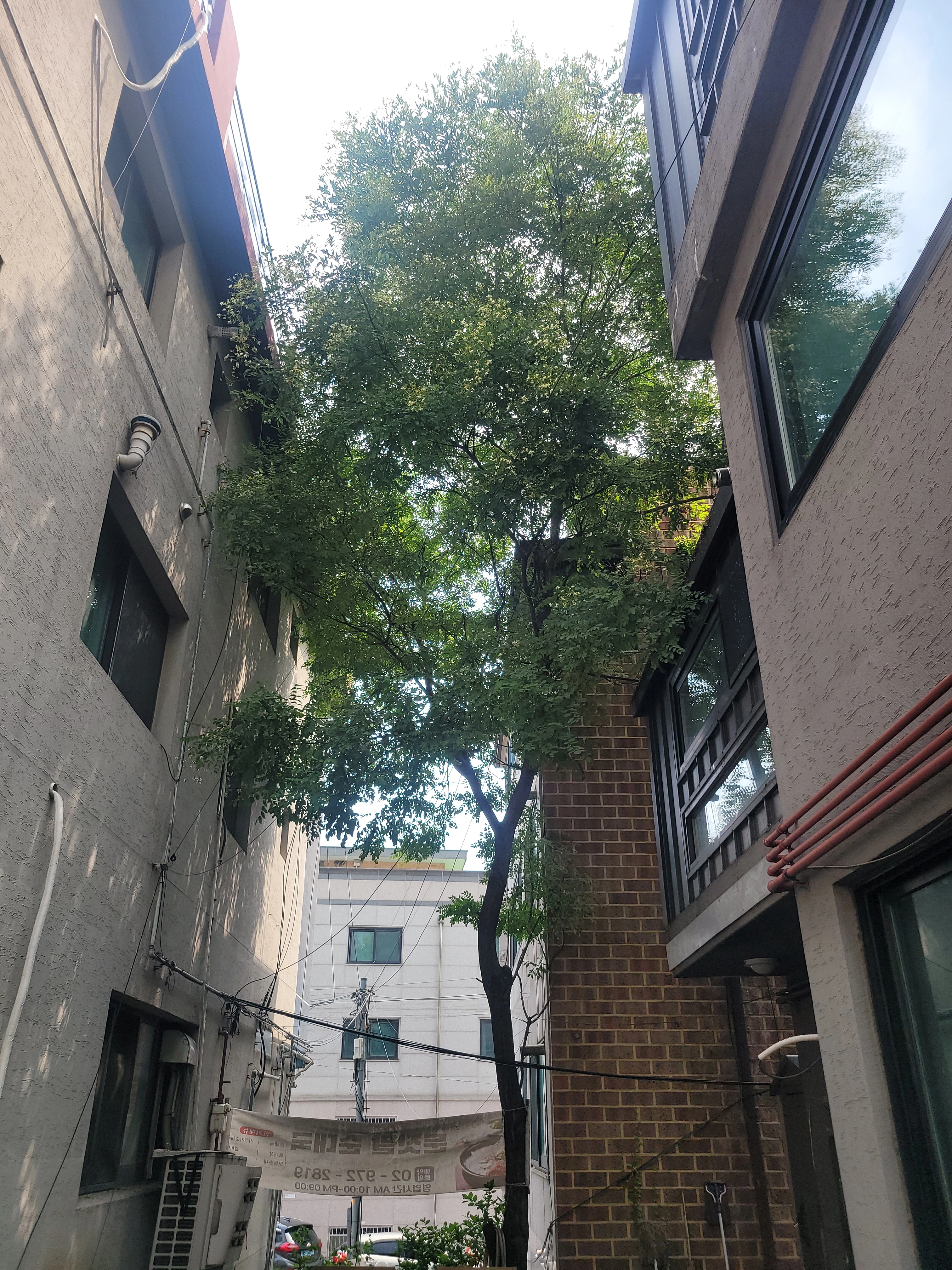서울 성북 생활목 벌목