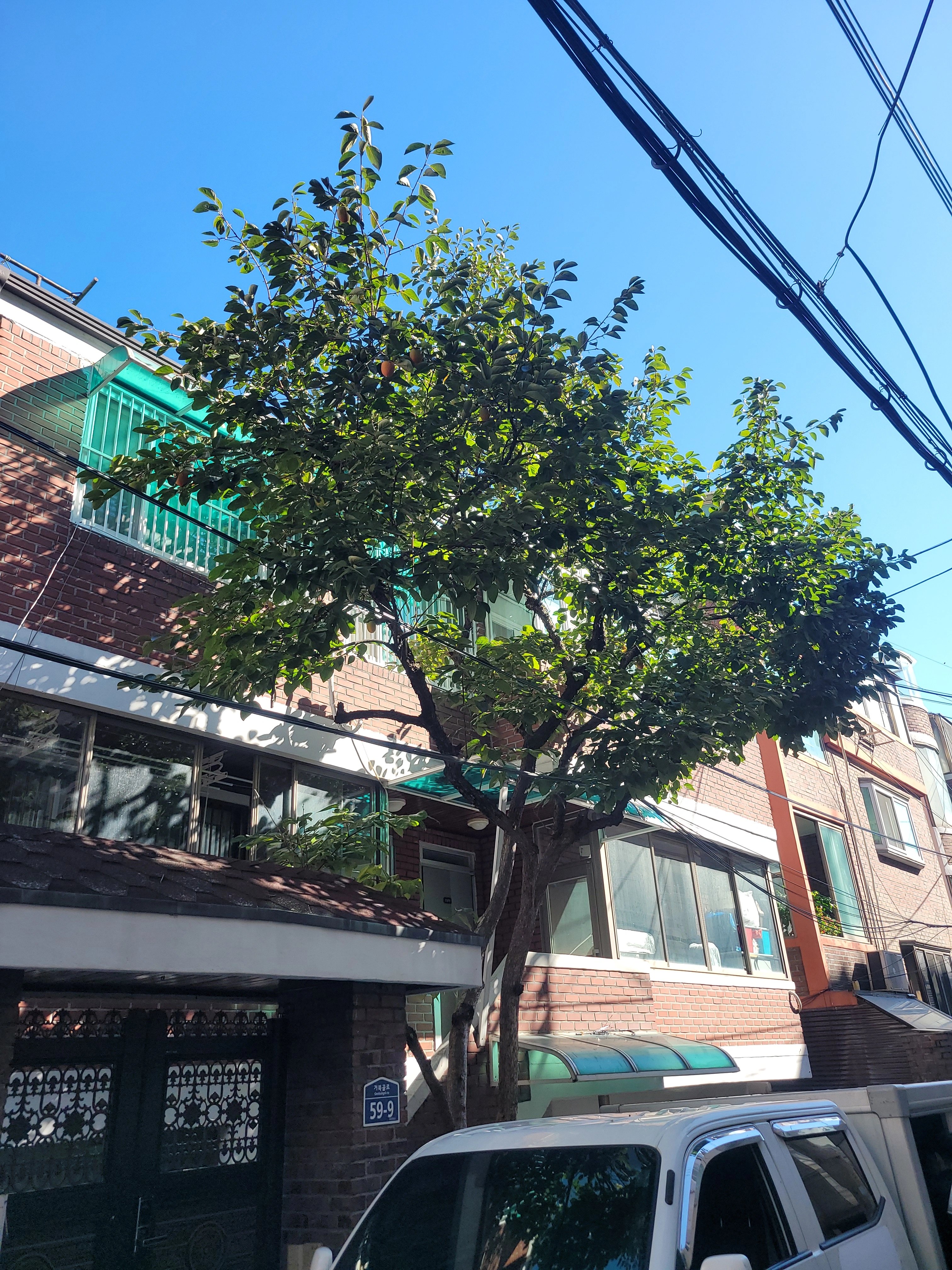 가지치기 작업 경기 수원 3