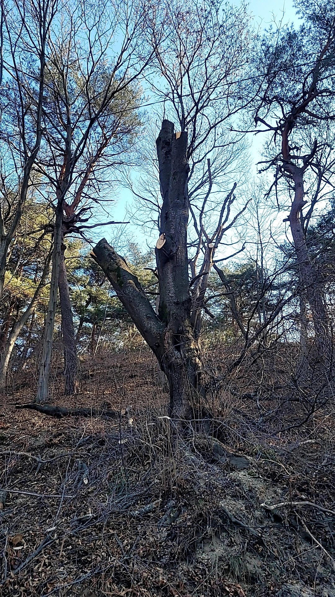벌목 후 정리 경기 부천 5