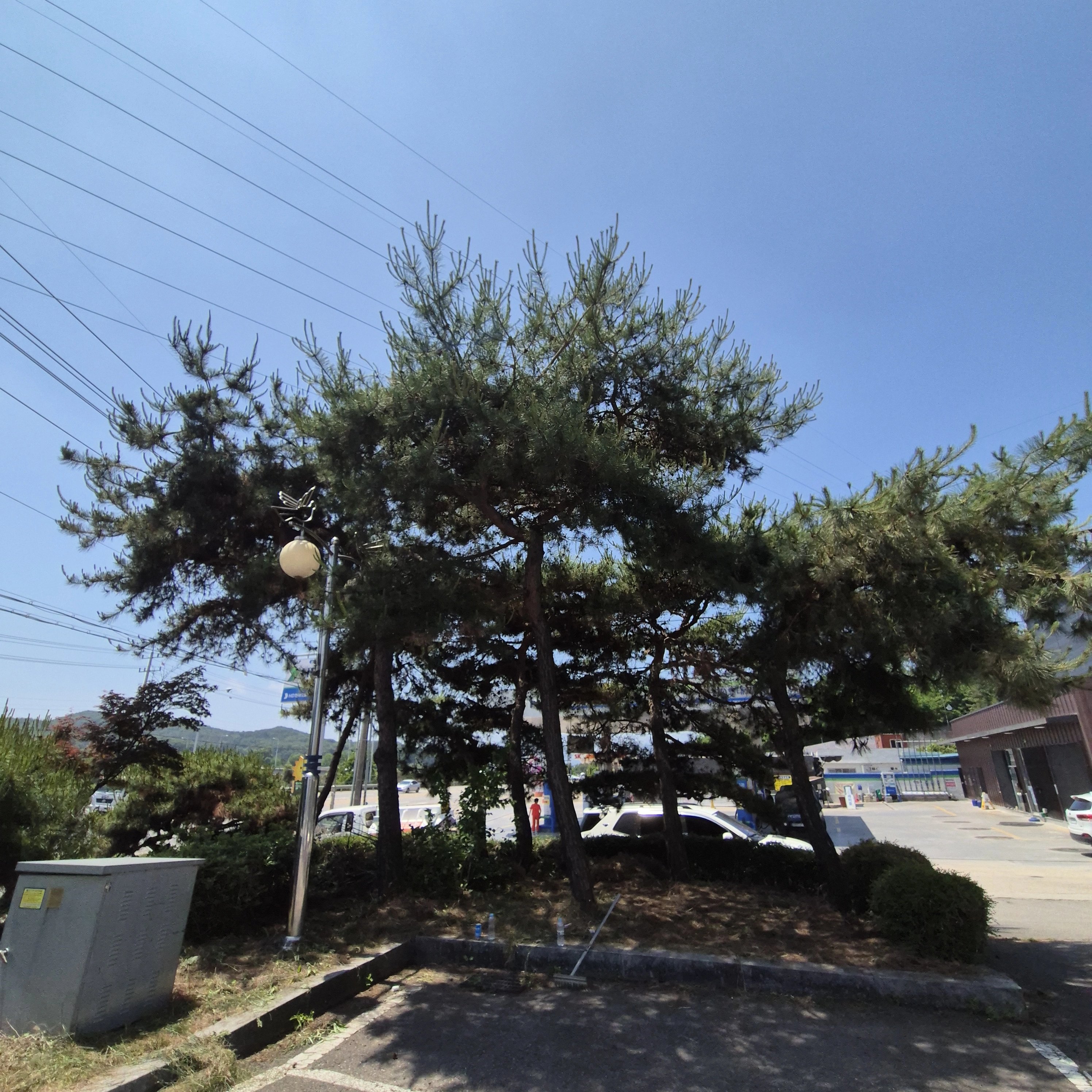 생활목 벌목 경기 오산 5