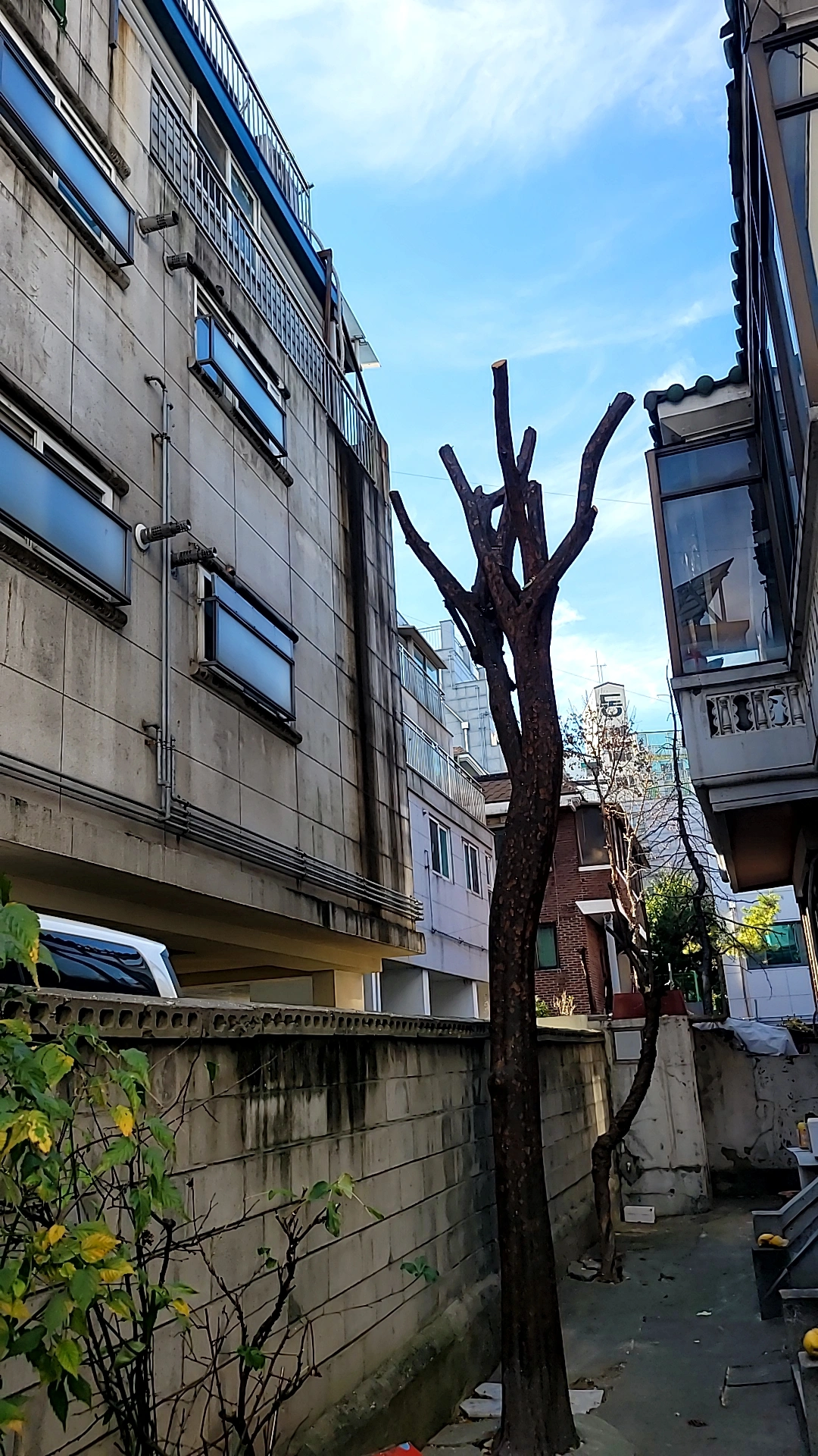경기 부천 고사목 제거