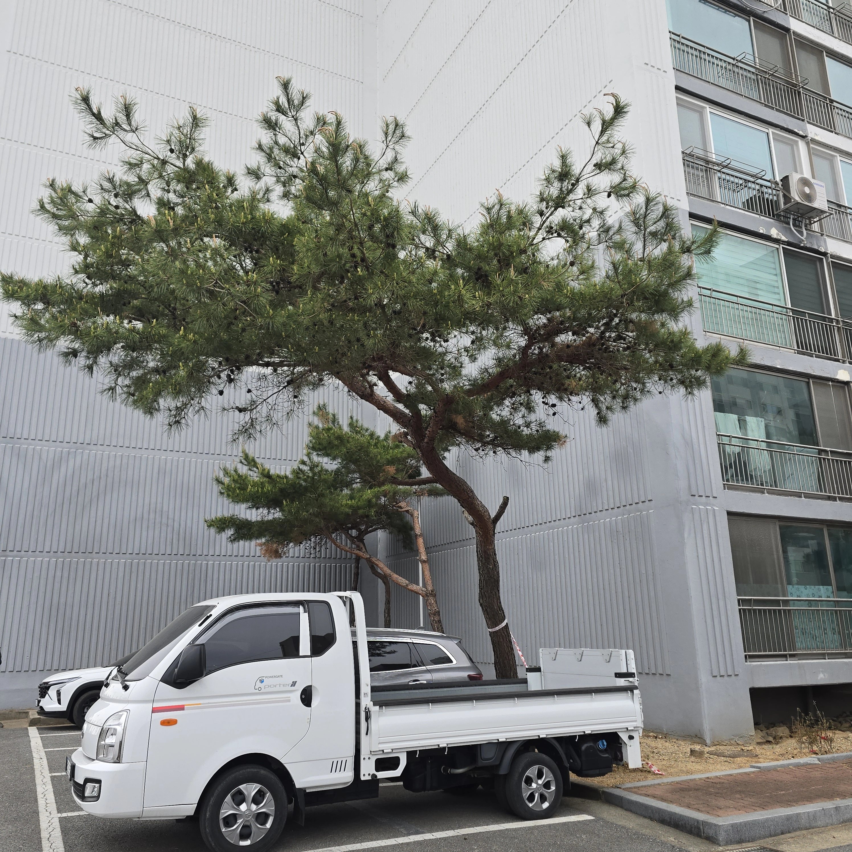 월담목 제거 서울 강남 5