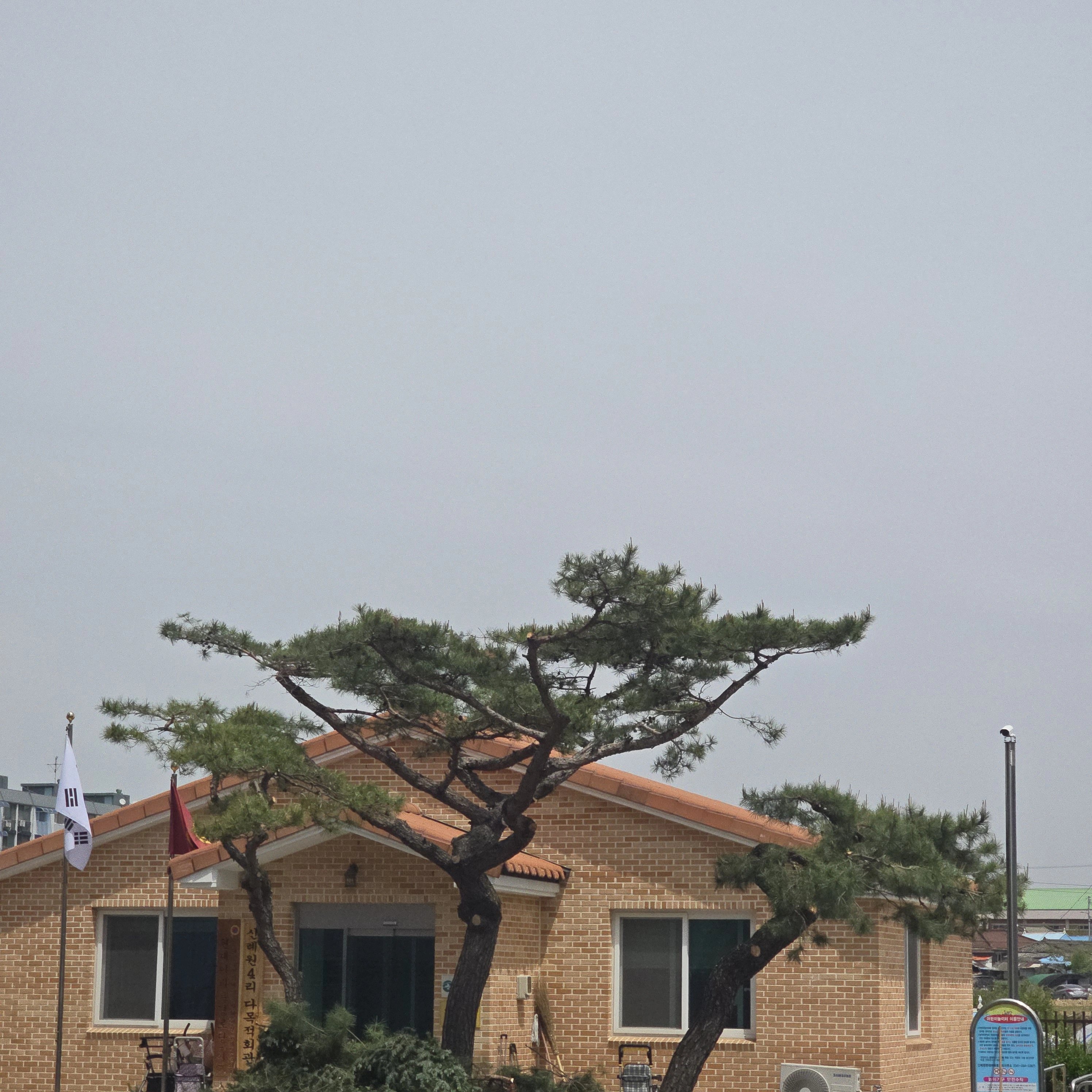 나무 벌목 서울 동대문 2