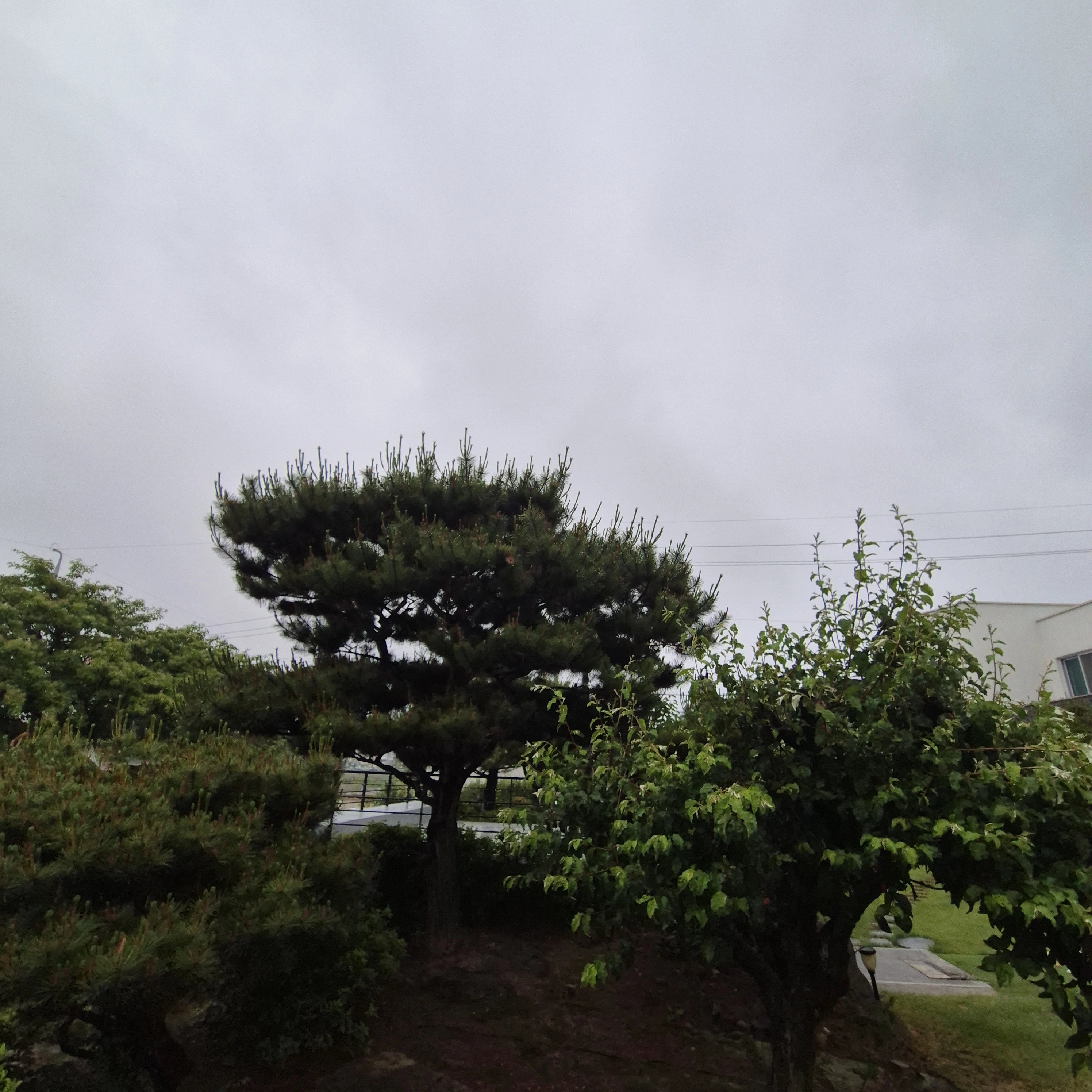 가지치기 작업 서울 동대문 2