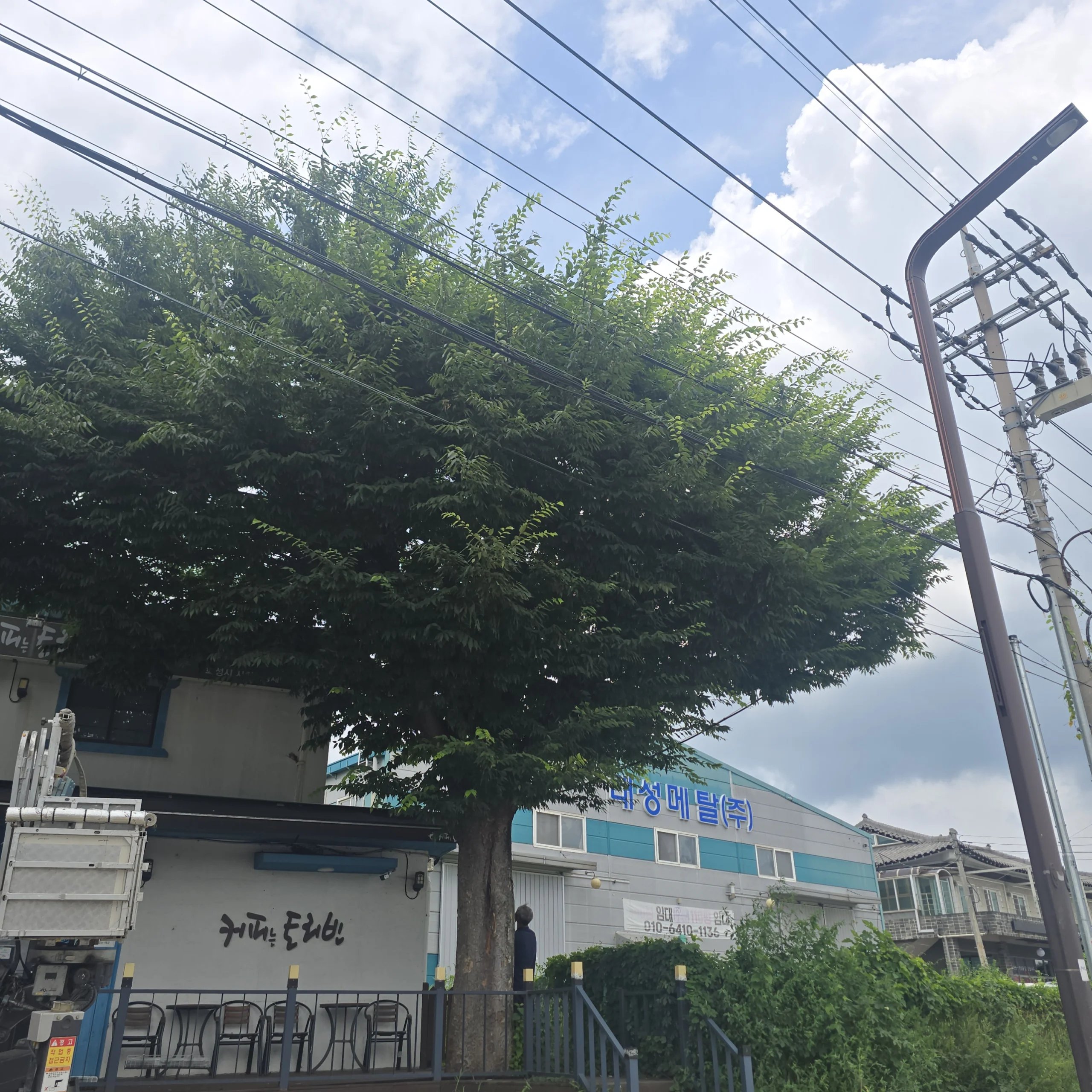월담목 제거 서울 동대문 1