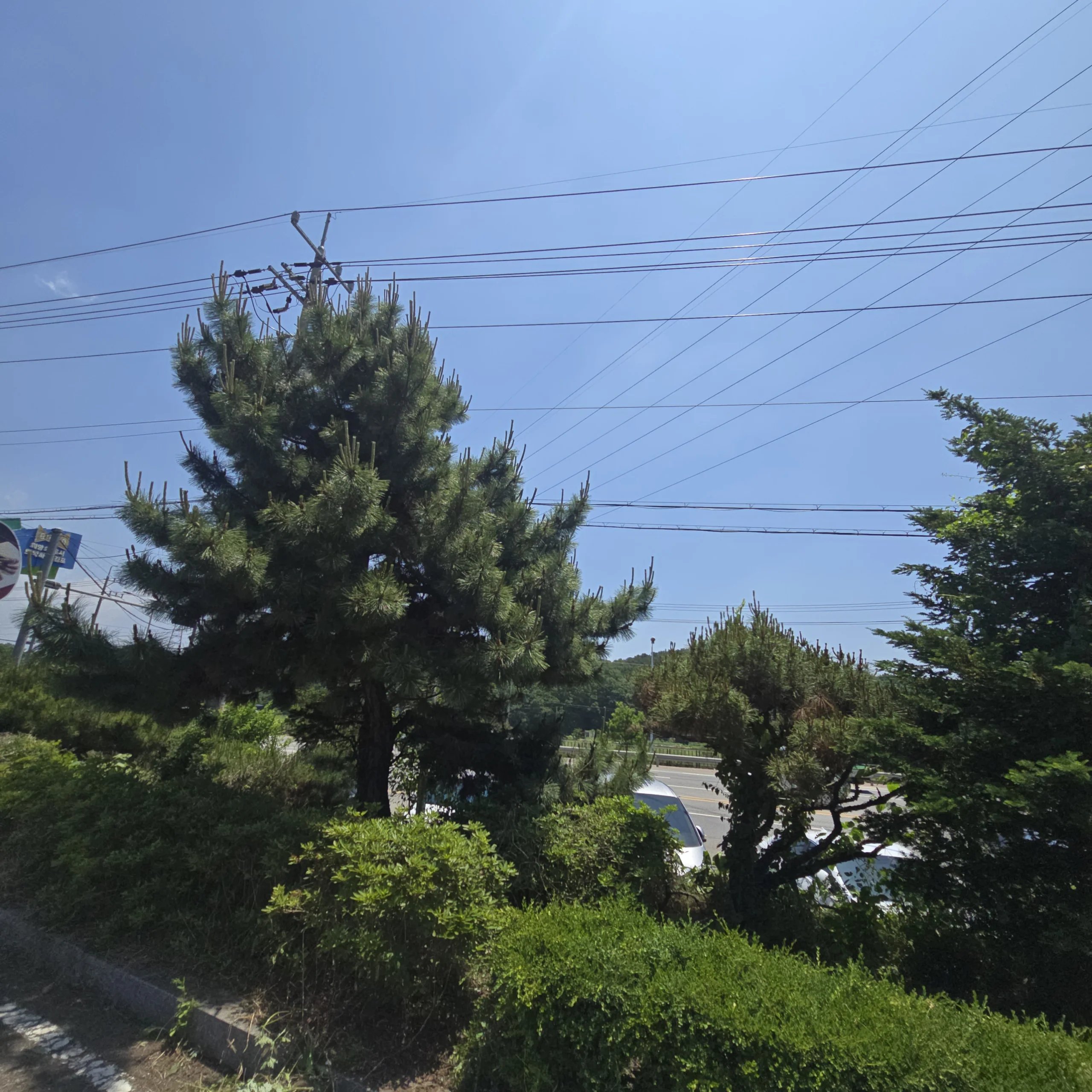 나무 벌목 충북 옥천 1