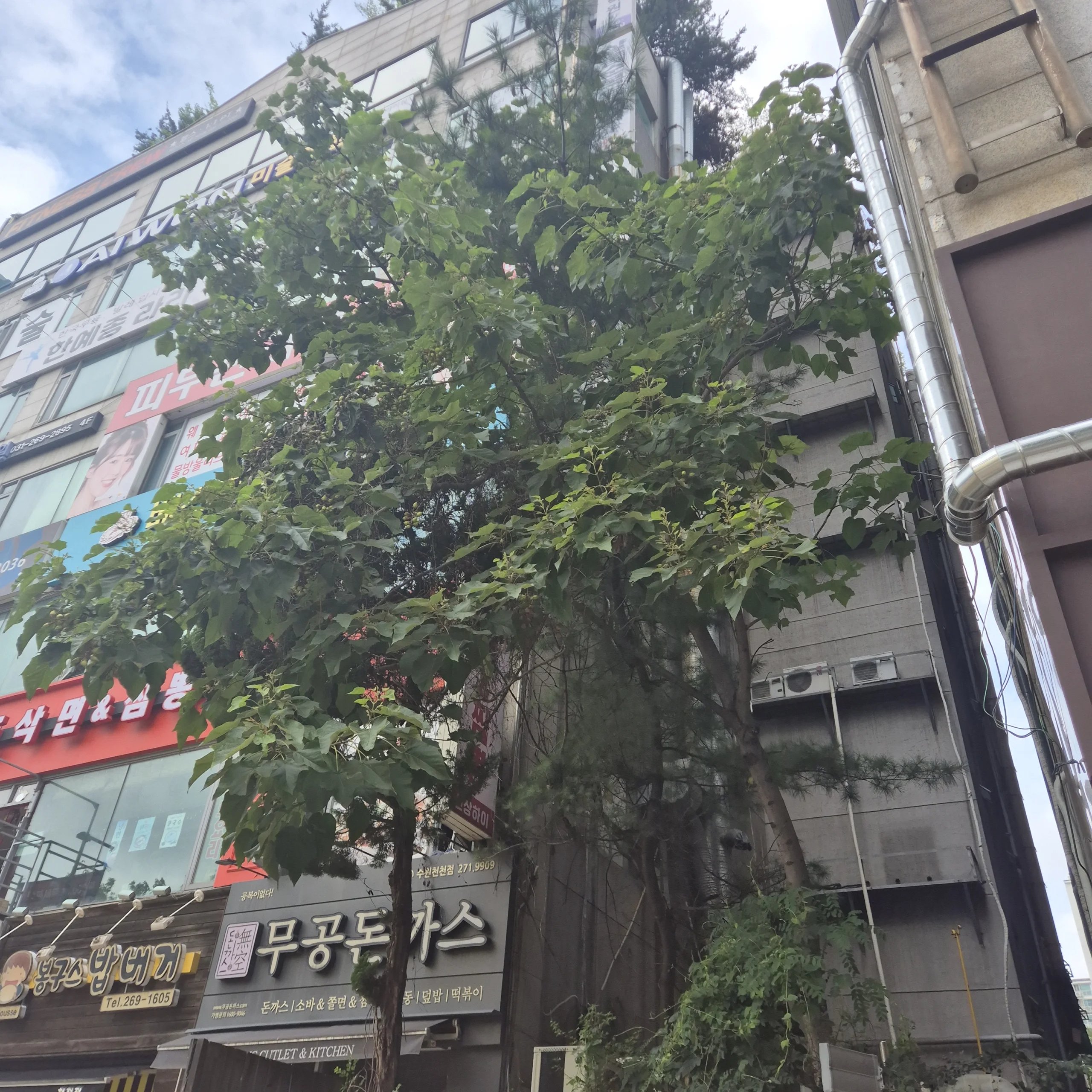 상가 건물 사이에서 자란 큰 나무가 외벽과 간판을 가리고 있는 작업 전 상태입니다.