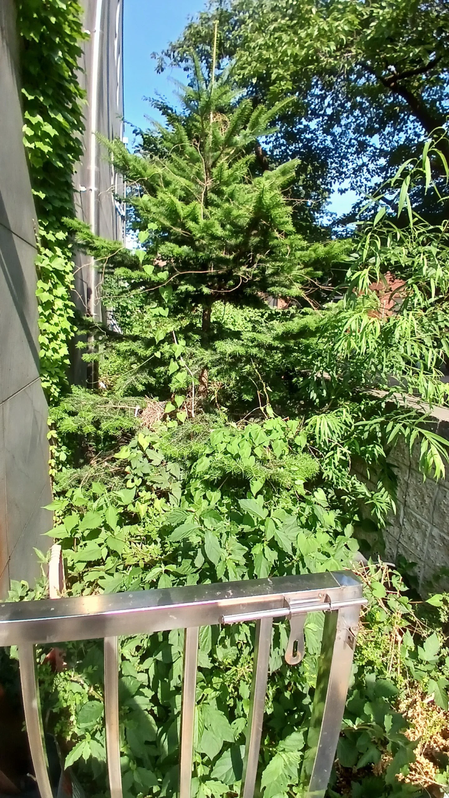 경기 과천 생활목 벌목