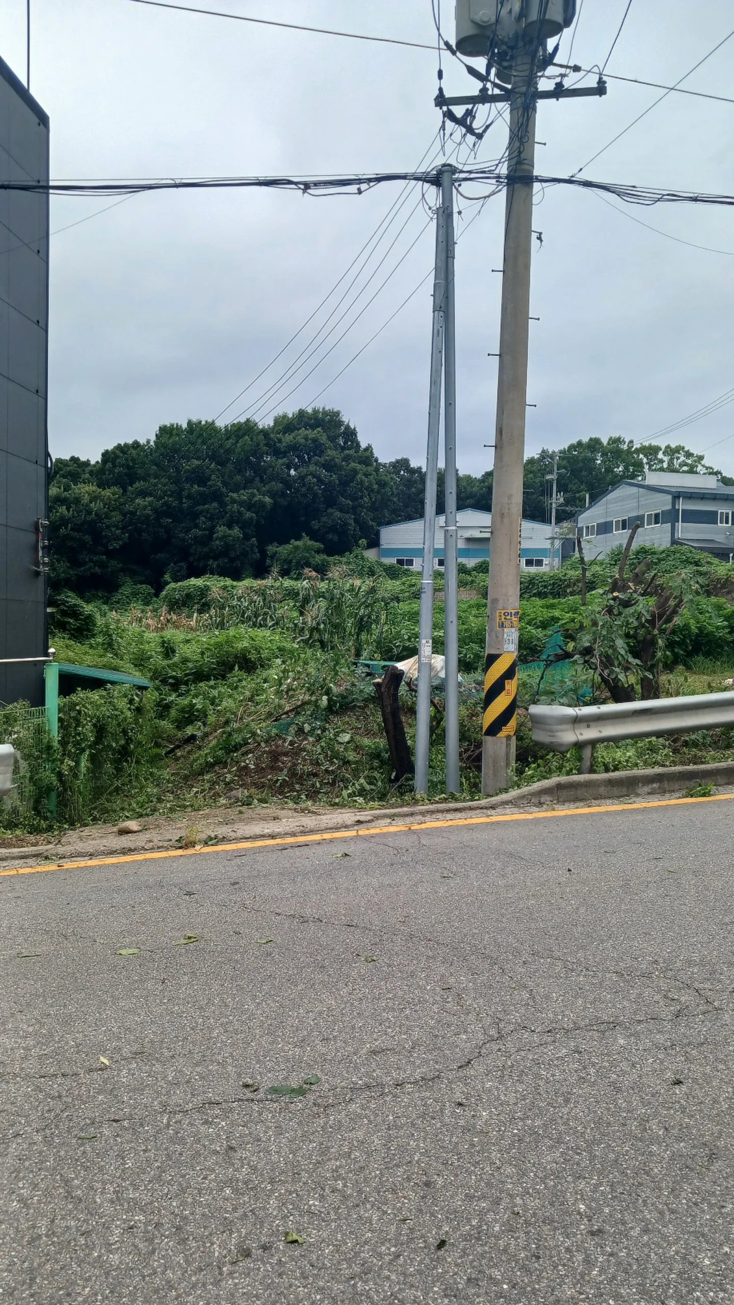 도로와 접한 공터의 웃자란 수풀과 나뭇가지를 전지한 모습입니다.