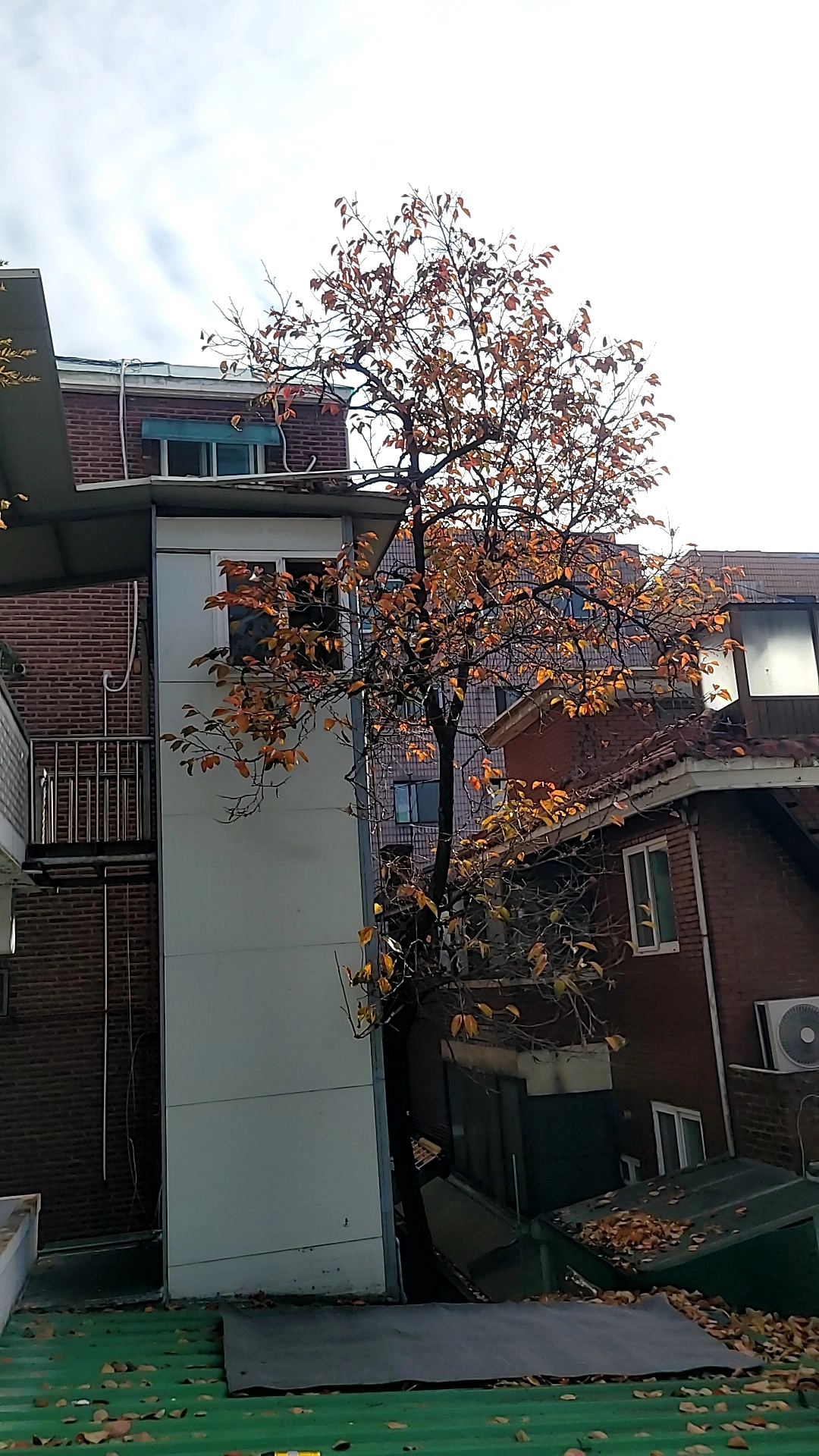 경기 수원 조경수 전지