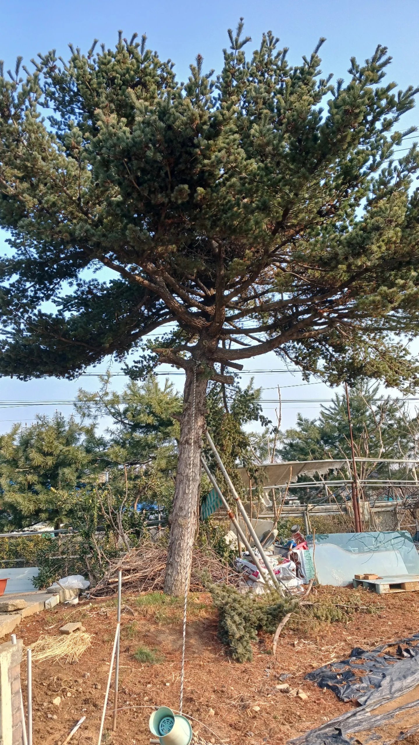 큰 소나무 한 그루의 수관을 전정하여 가지 모양을 정리한 모습입니다.