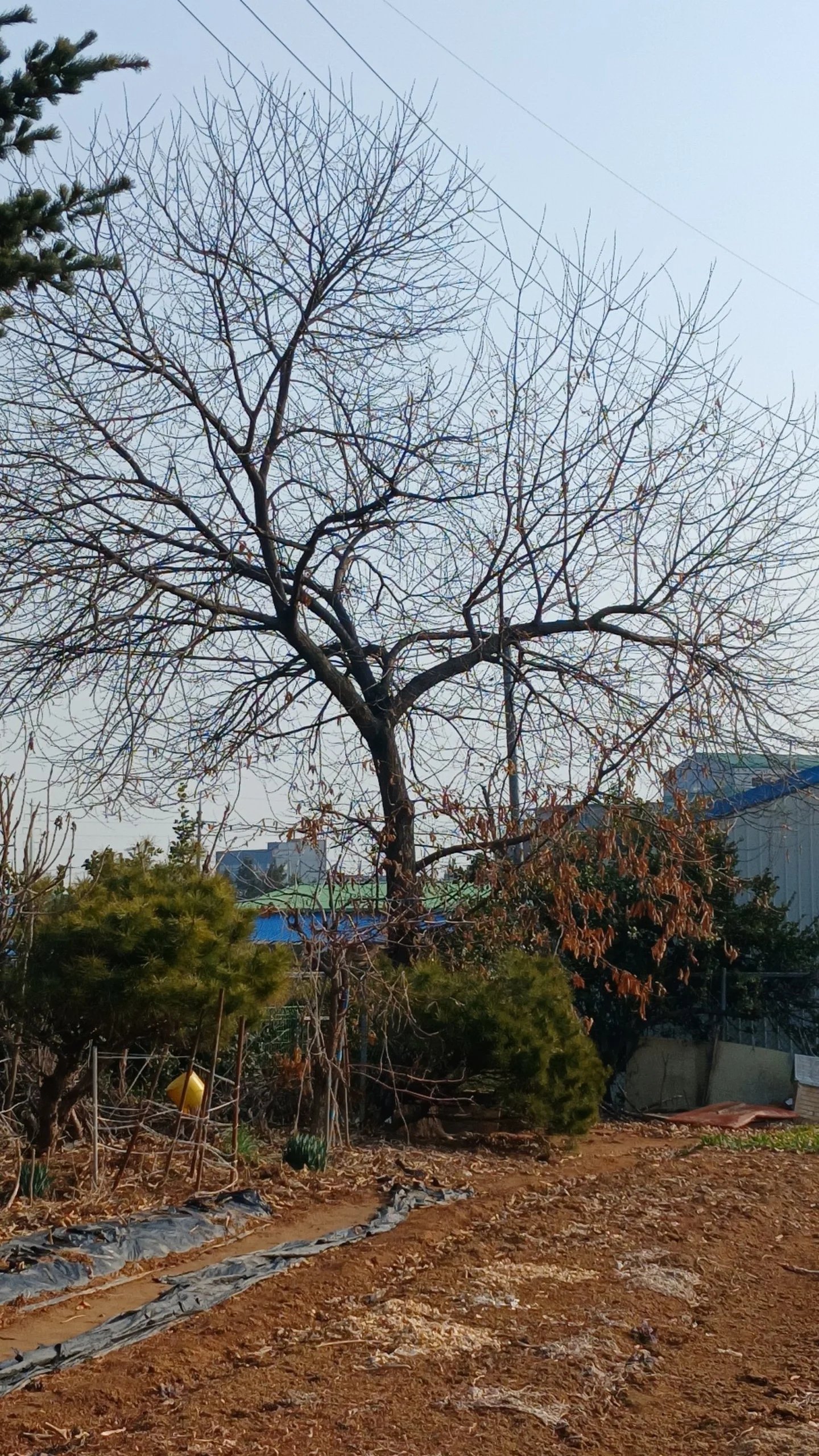 잎이 모두 떨어진 큰 낙엽수 한 그루가 마당 한가운데 서 있는 모습입니다.