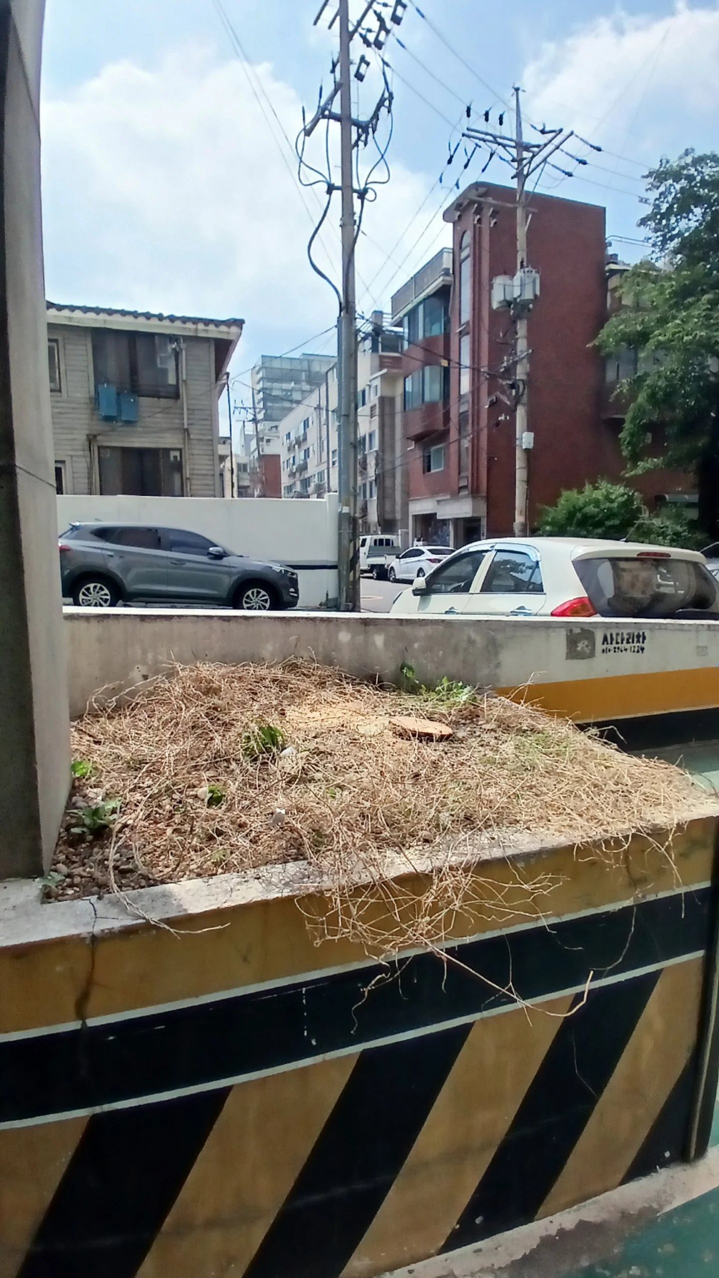 도로변 화단 구조물 위에 자라던 잡목과 넝쿨을 잘라내 한쪽에 모아둔 사진이다.