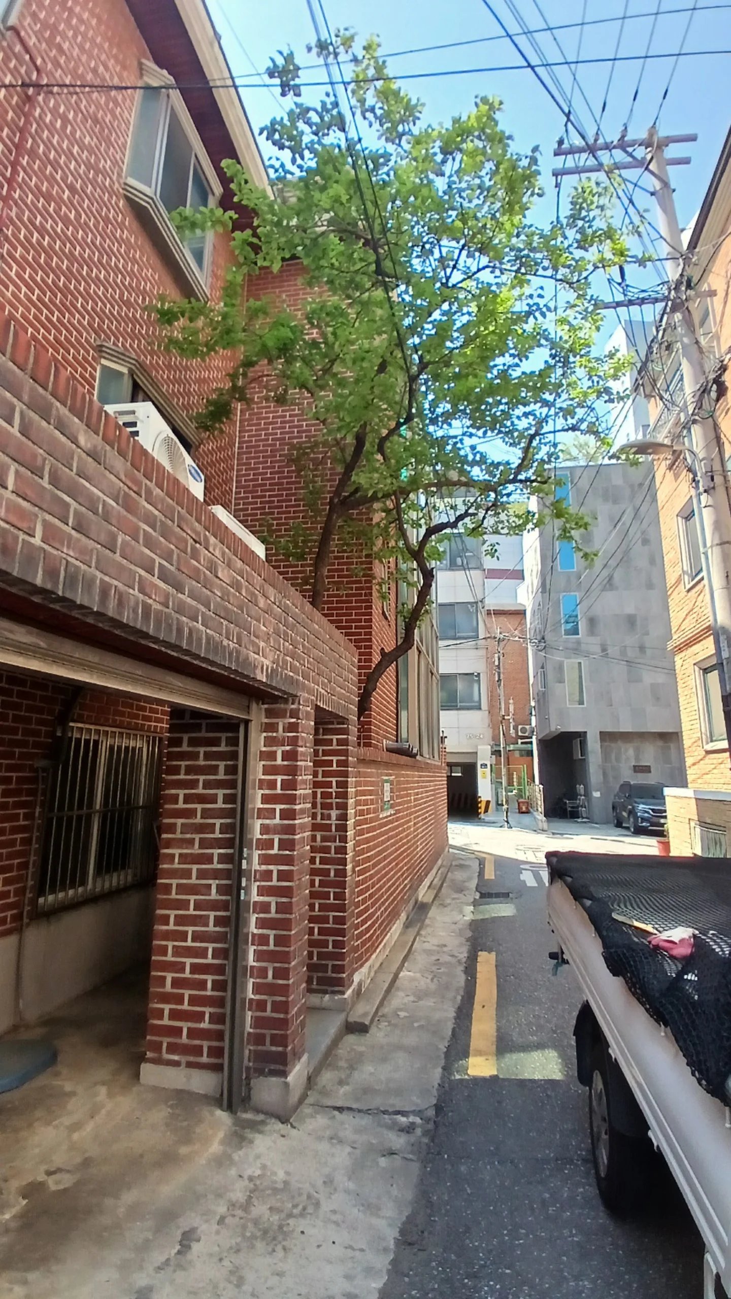 벽돌 건물 옆에서 자란 나무가 전선 쪽으로 가지를 뻗은 모습을 확인하는 사진이다.