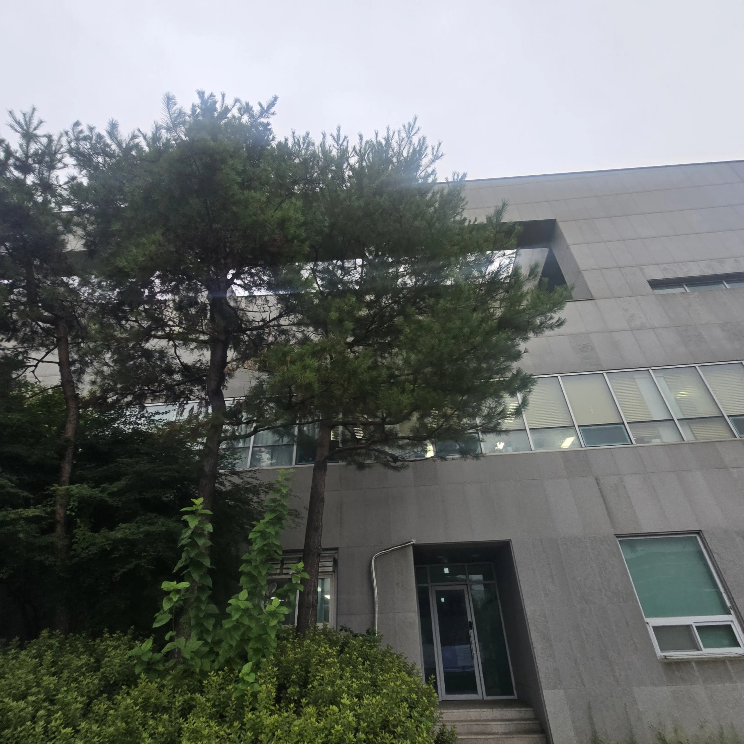 콘크리트 건물 전면에 소나무 두세 그루가 바짝 붙어 자라 있고, 가지 일부가 2층 창문 높이까지 가리고 있는 모습입니다.