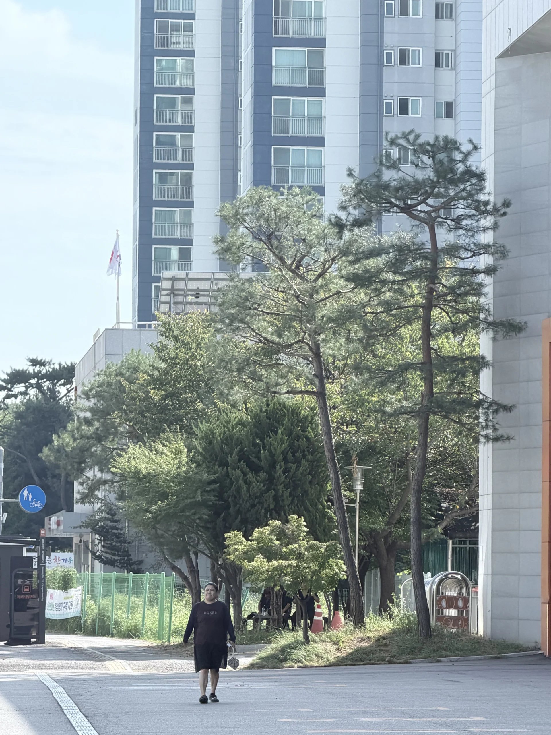 고층 아파트 단지 옆 보행로에 키가 큰 소나무들이 줄지어 서 있는 모습입니다.
