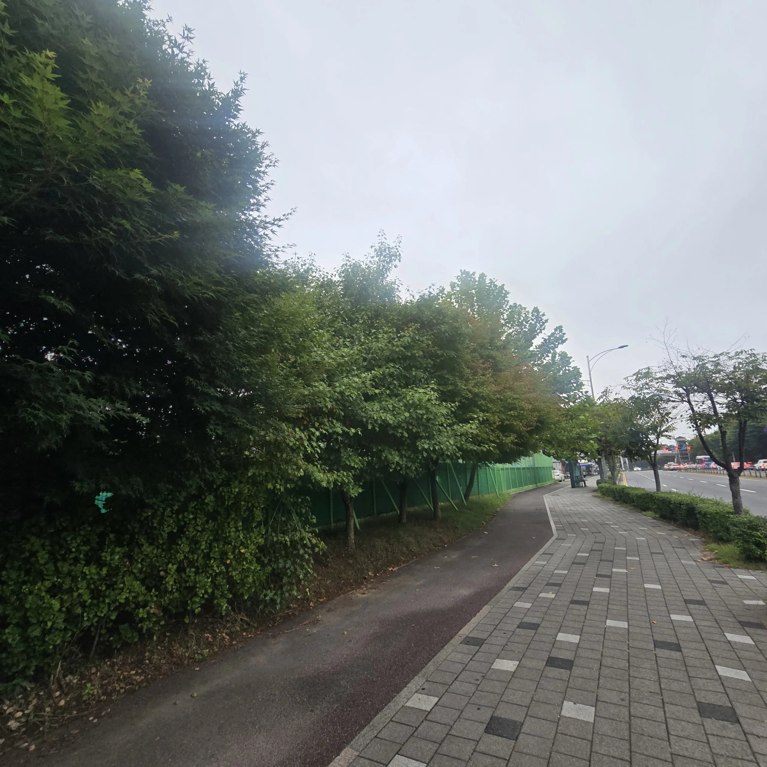 인도와 차도 경계를 따라 심어진 나무들이 무성하게 자라 통행로 쪽으로 가지가 뻗어 나온 모습으로 보입니다.