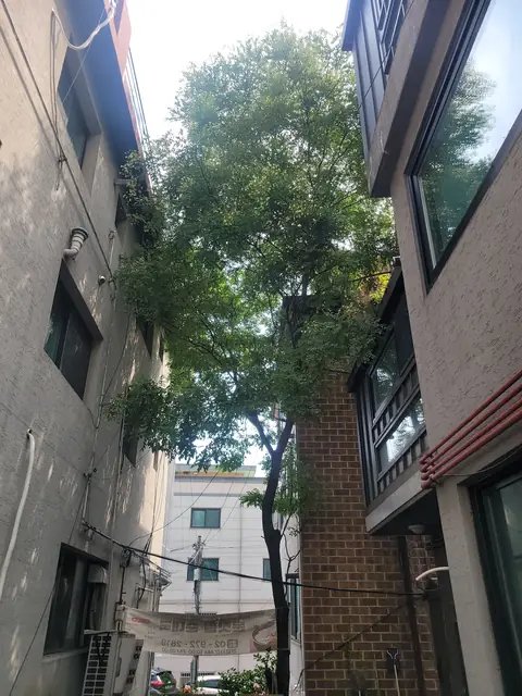 생활목 벌목 서울 성북