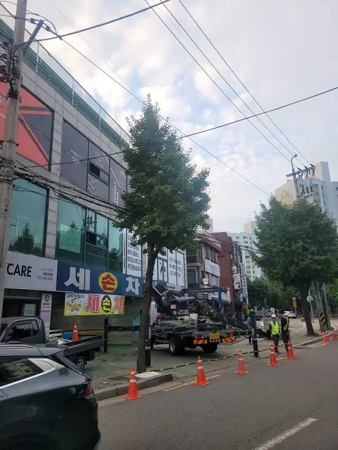 나무 벌목 경기 고양