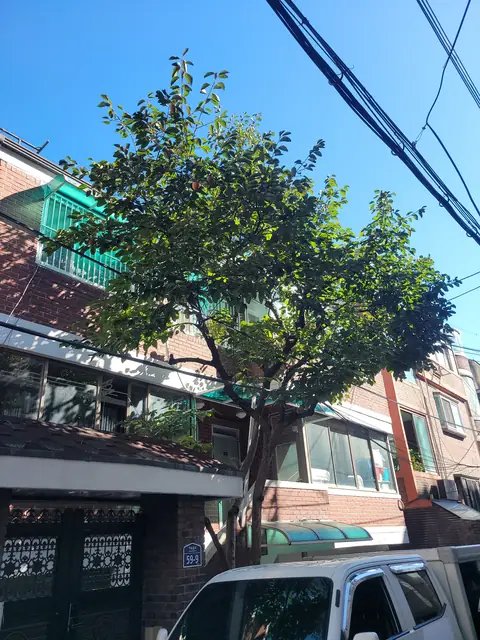 고사목 제거 경기 구리