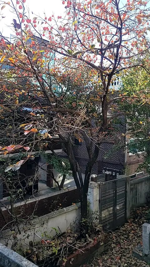 나무 벌목 경기 이천