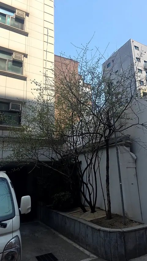 생활목 벌목 경기 고양