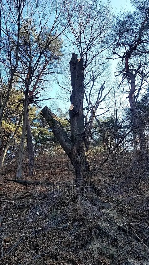 조경 정리 작업 경기 파주