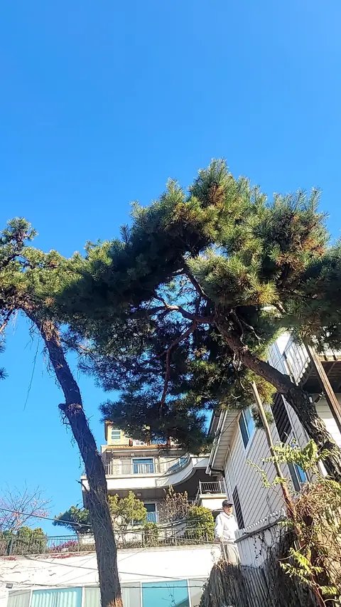 벌목 후 정리 서울 양천