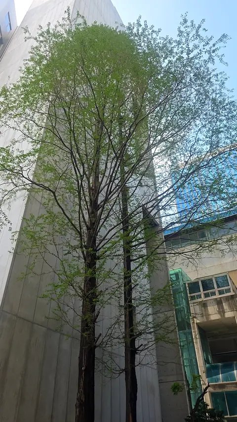 생활목 벌목 경기 오산