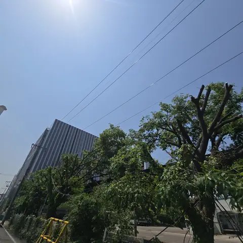 월담목 제거 경기 광명