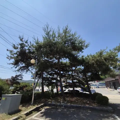 위험목 제거 서울 동대문