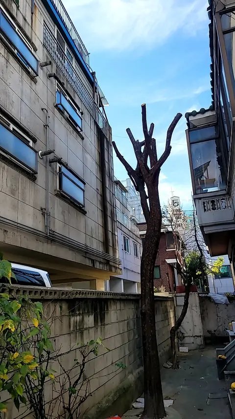 고사목 제거 경기 부천