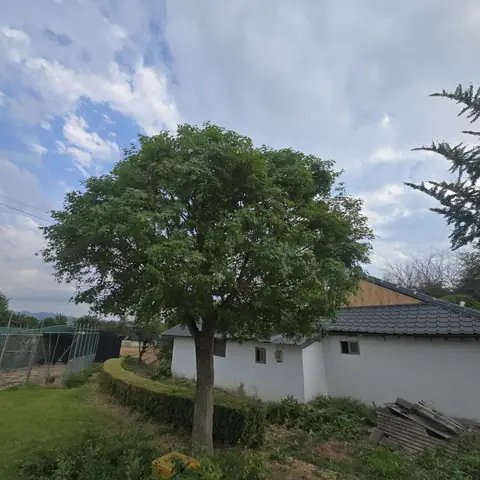 월담목 제거 서울 강남