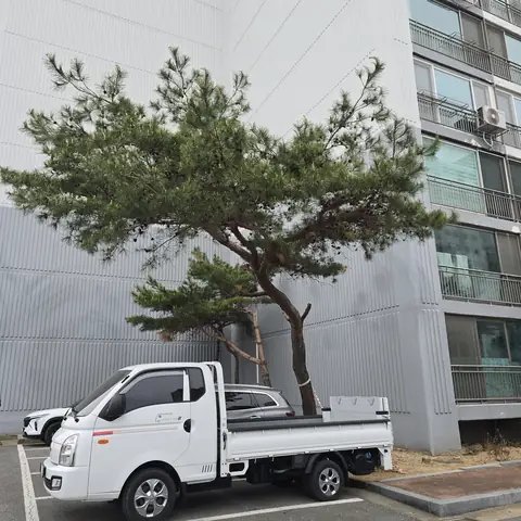 가지치기 작업 서울 은평