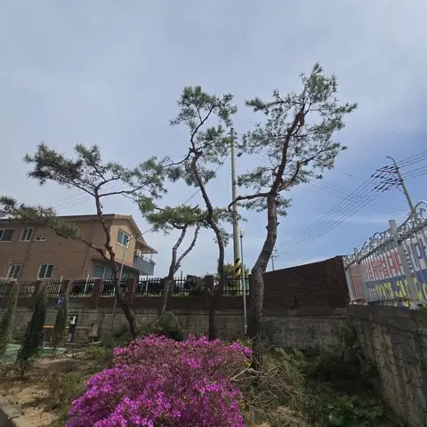 Tree Cutting & Landscaping 경기 구리