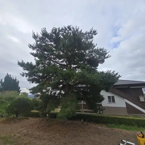 Tree Cutting & Landscaping 경기 고양