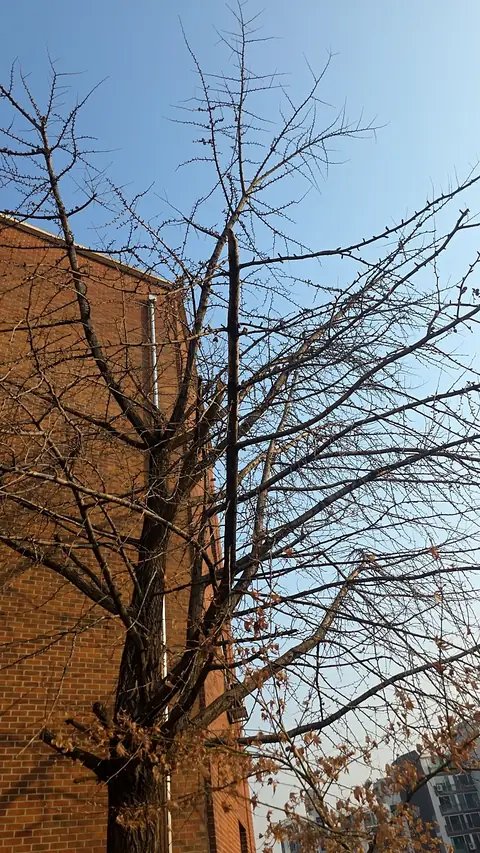 Tree Cutting & Landscaping Seoul