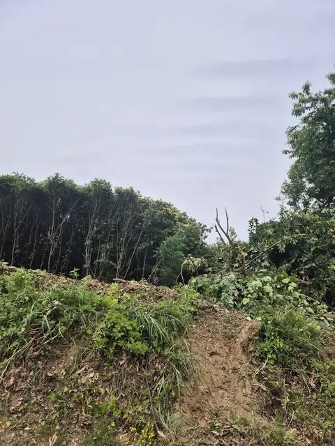위험목 제거 인천 미추홀