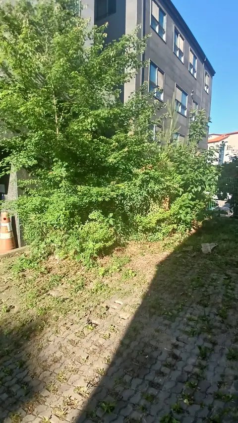 고사목 제거 경기 양주