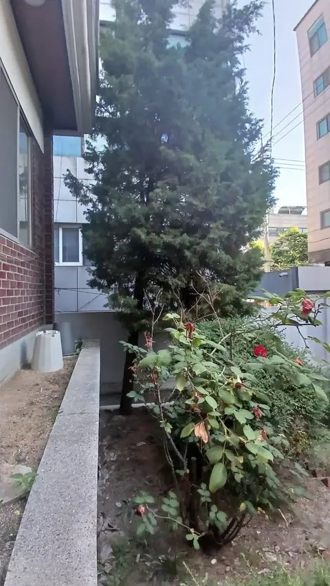 월담목 제거 인천 연수