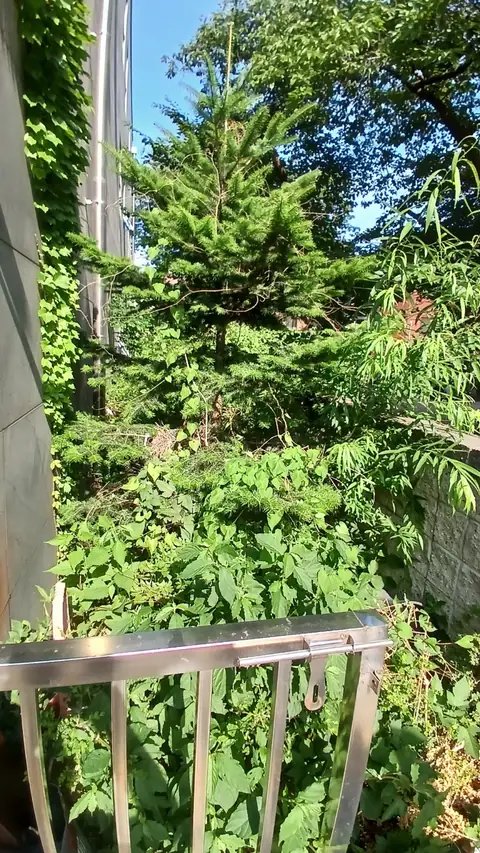 생활목 벌목 경기 과천
