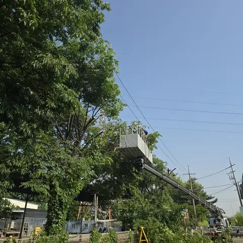 위험목 제거 경기 안성